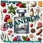 Preview: GRANDIOS 100 ml Damen (high concentrate) D564